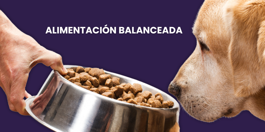 portada post alimentación balanceada blog veterinaria Joe Black