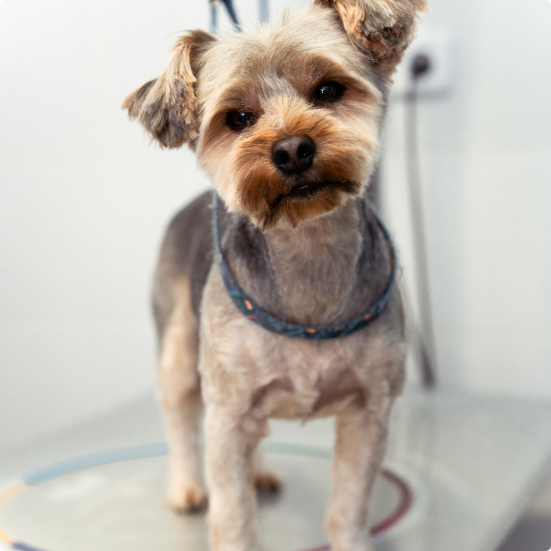 paciente veterinaria Joe Black