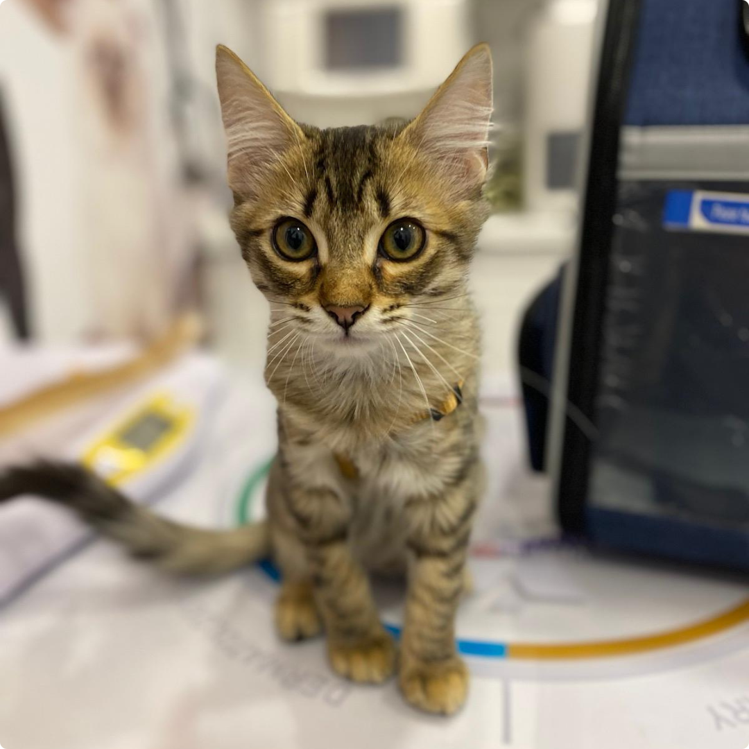 paciente gato veterinaria Joe Black