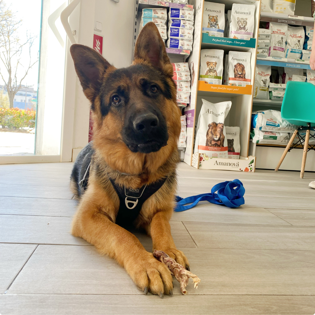 paciente3 veterinaria Joe Black