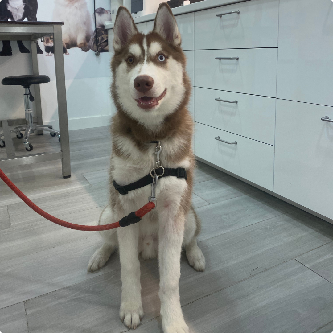 paciente veterinaria Joe Black