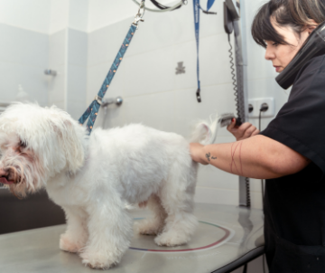 servicio peluquería veterinaria Joe Black