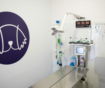 imagen quirófano2 veterinaria Joe Black