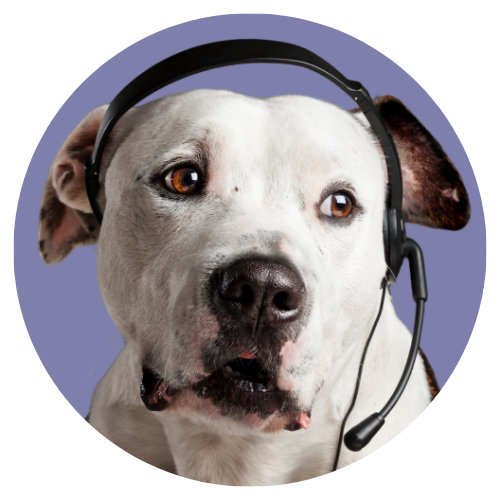 imagen perro página de contacto veterinaria Joe Black