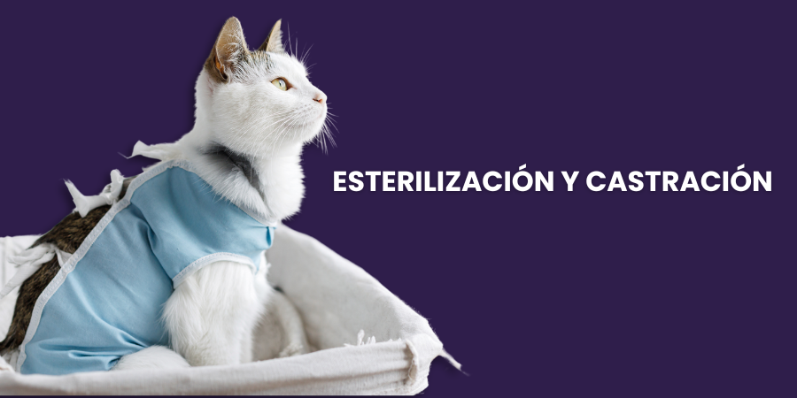 portada post esterilización y castración blog veterinaria Joe Black